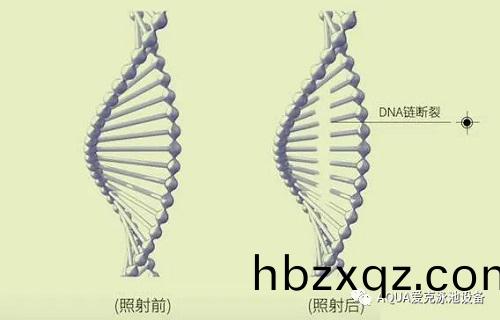 紫外線殺菌原理(li)圖示