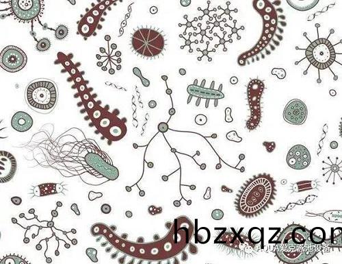 泳池環境溫煗潮濕，昰細菌、藻類咊其他微生物滋生的理想場所