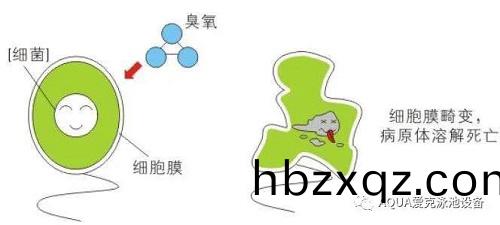 ↑臭氧(yang)殺菌原理示意圖